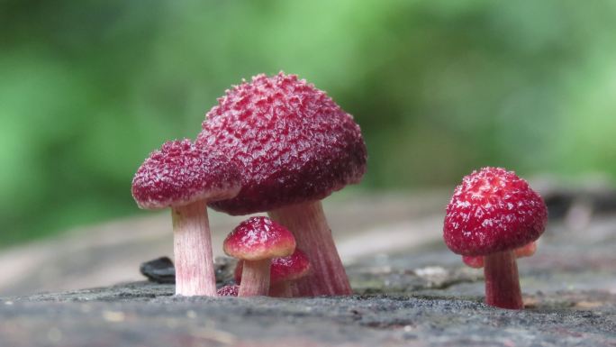 旧原木上的蘑菇红色毒蘑菇大自然真菌