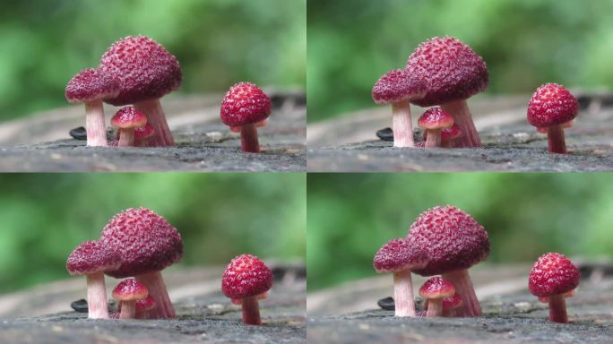 旧原木上的蘑菇红色毒蘑菇大自然真菌