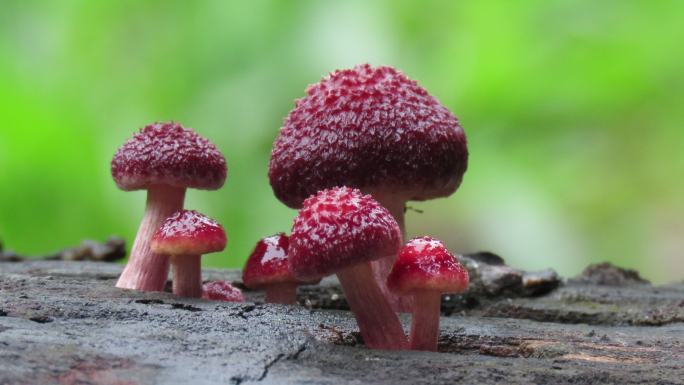 旧原木上的蘑菇大自然红色毒蘑菇雨后木桩