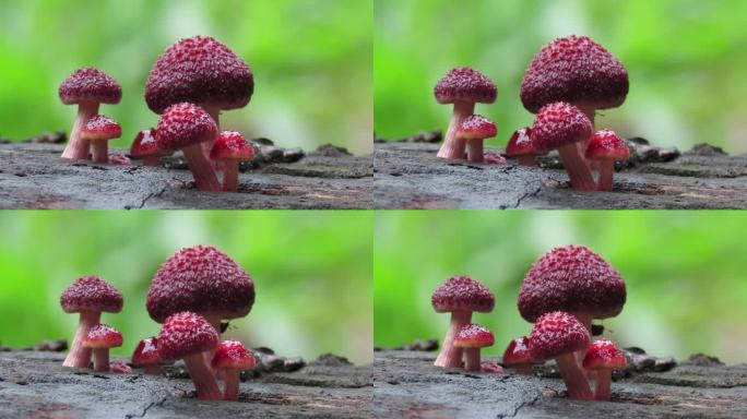 旧原木上的蘑菇大自然红色毒蘑菇雨后木桩