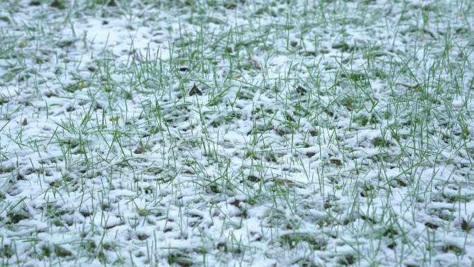 绿草地飘雪下雪