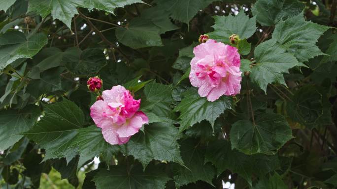 芙蓉花开水滴