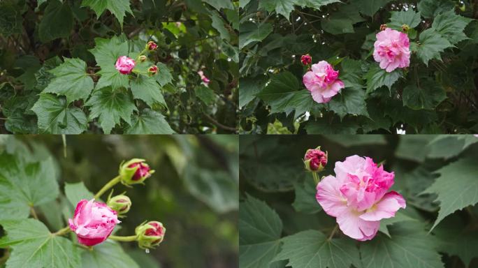 芙蓉花开水滴