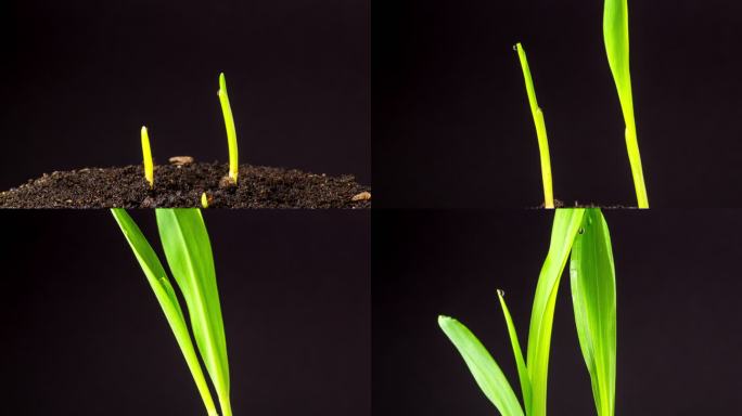 玉米在黑色背景下生长并从地球上旋转，延时视频4K分辨率剪辑。