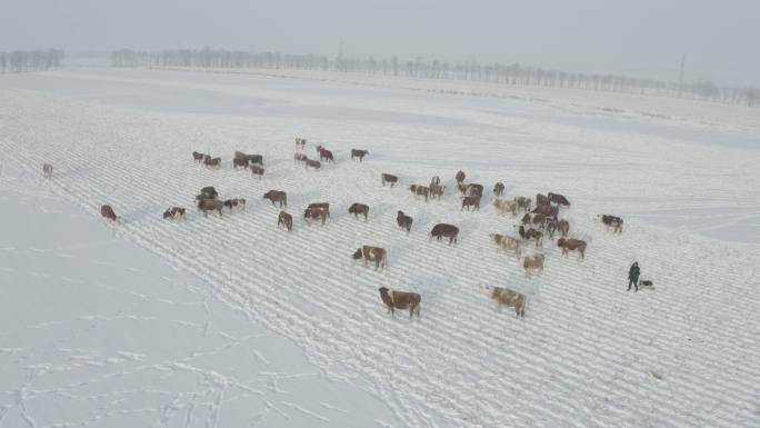 冬天 森林 雪乡 牧场 寒冬 东北 牛群