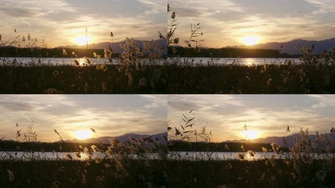 黄昏-秋风吹拂芦苇-夕阳、远山与湖水