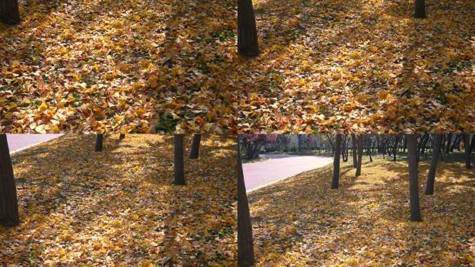 公园里满地金黄的落叶
