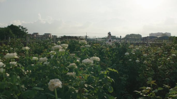 花海骑车-1