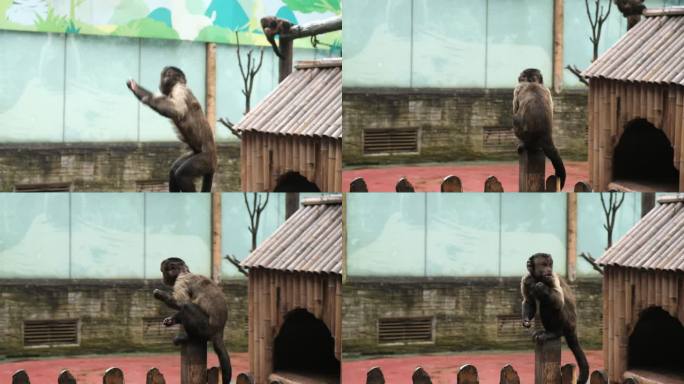 四川雅安碧峰峡野生动物园猴子