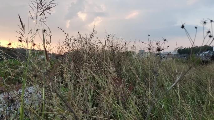 田间野草乡村傍晚景色夕阳逆光路边野草