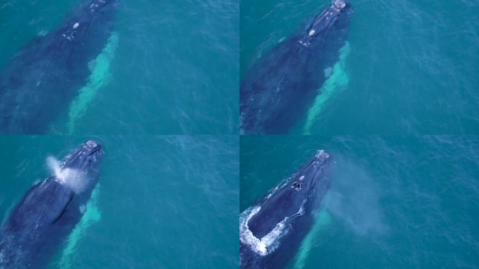 南方白鲸幼崽和它的妈妈一起游泳