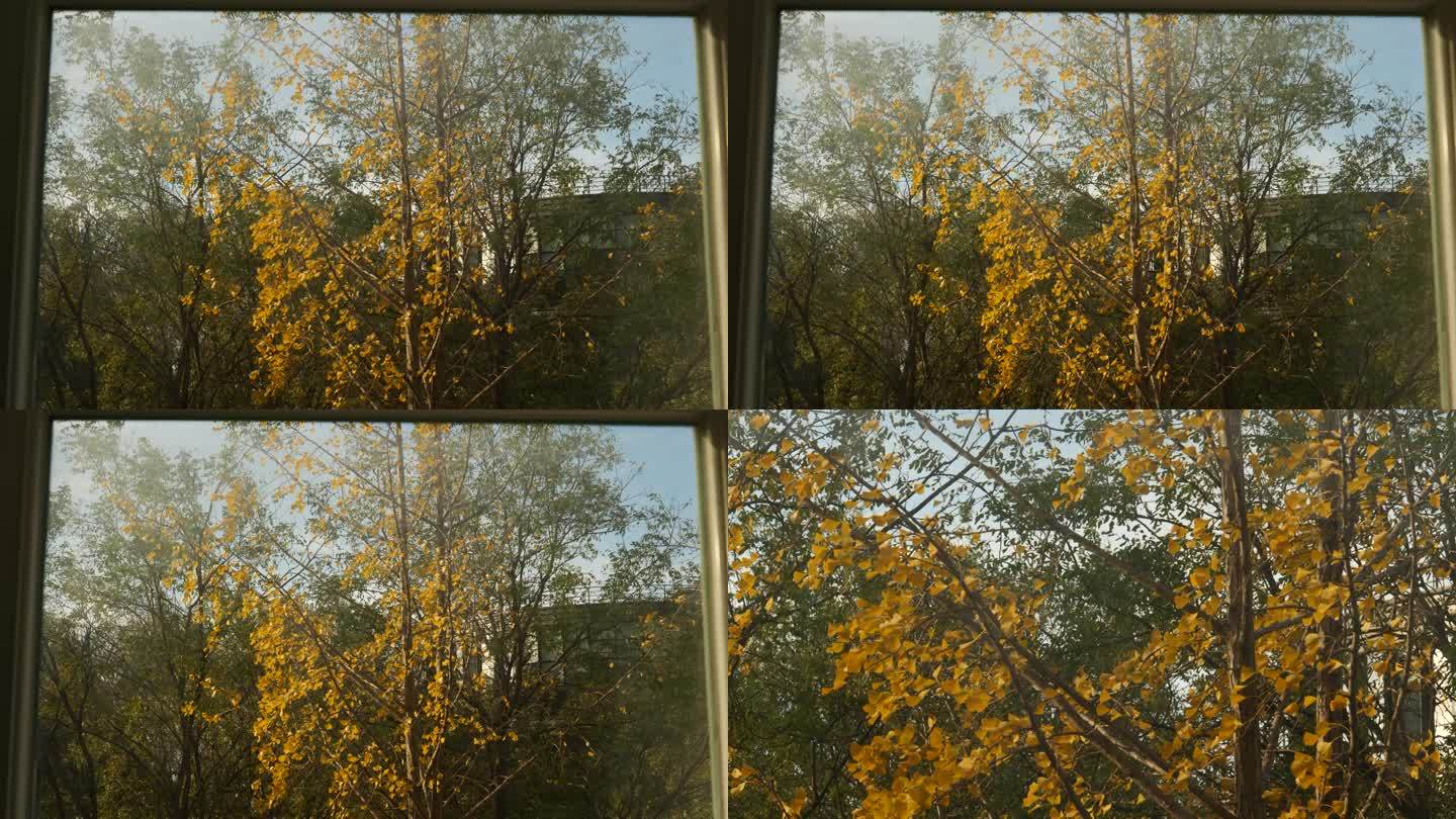 窗外树叶 秋风瑟瑟