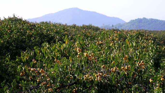 柿子种植基地