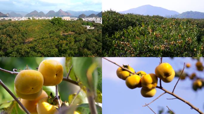 柿子种植基地