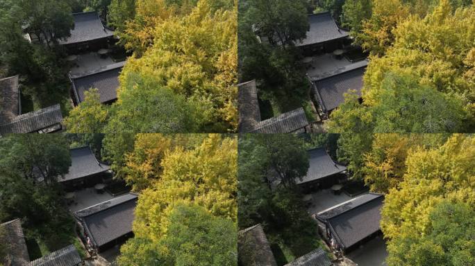秋季银杏树航拍景观