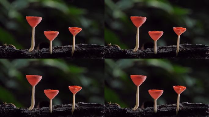 木材上的红蘑菇木材上的红蘑菇毒蘑菇红伞伞