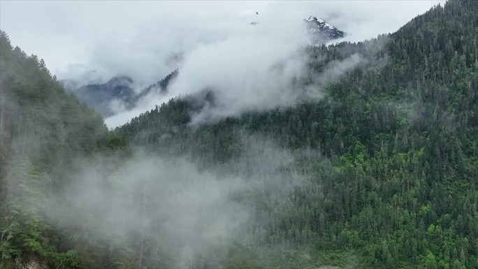 西藏原始森林云雾袅绕的山