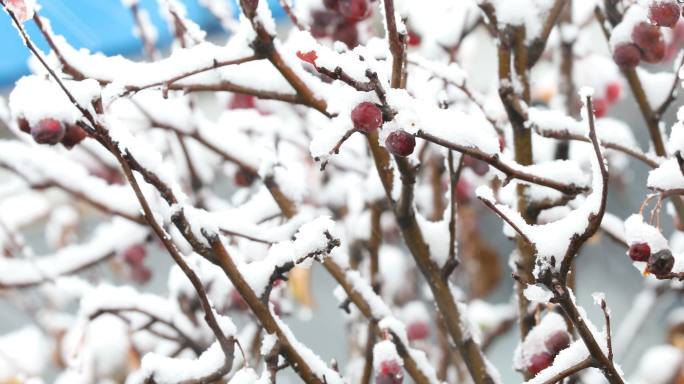 雪花飞舞中的枝头红果子