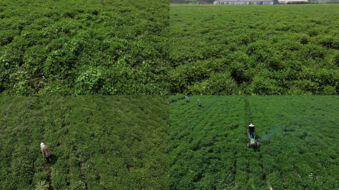 农业种植花生地航拍