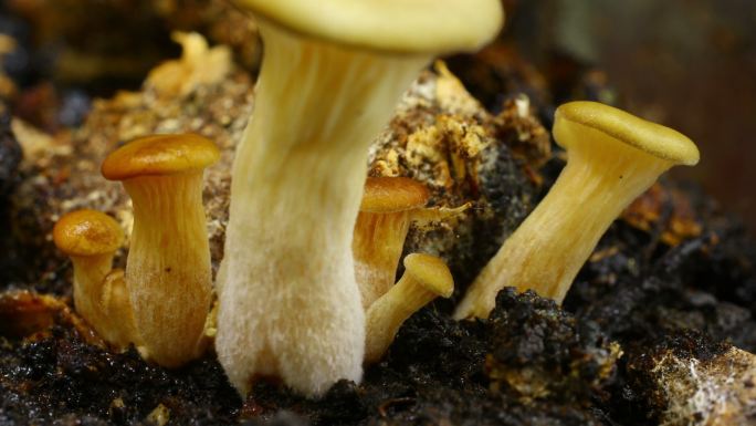 平菇（Pleurotus ostreatus），一种生长在时间流逝中的牡蛎菇