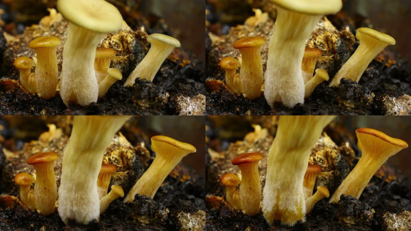平菇（Pleurotus ostreatus），一种生长在时间流逝中的牡蛎菇