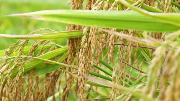 农业种植水稻收割三亚海棠湾水稻公园航拍