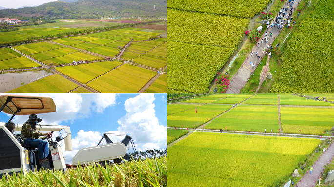 农业种植水稻收割三亚海棠湾水稻公园航拍
