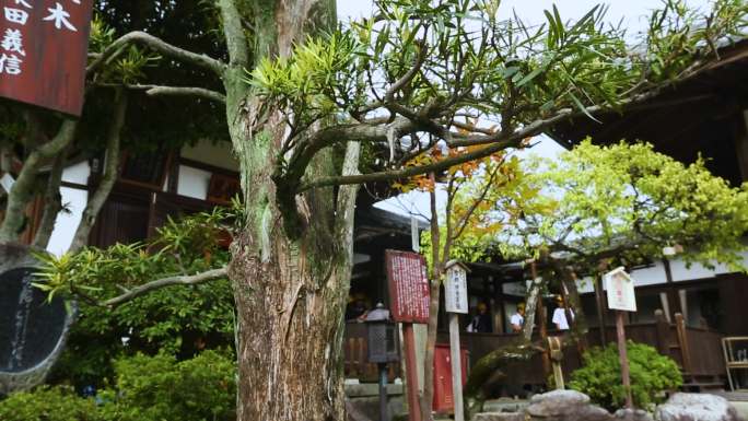 田地 古物建筑 人流