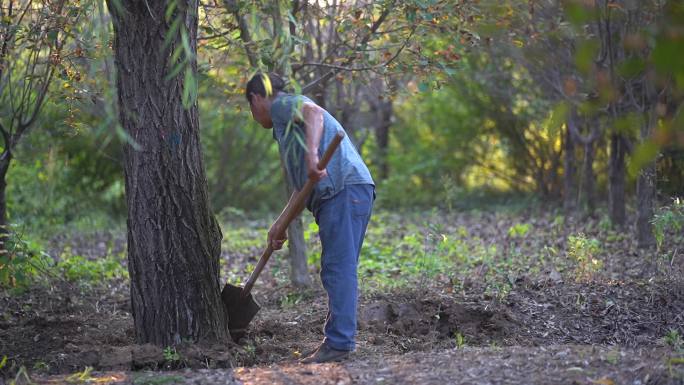 园林绿化工程-古树养护