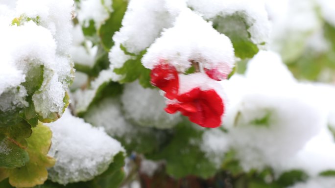 雪花飞舞中的红色花朵