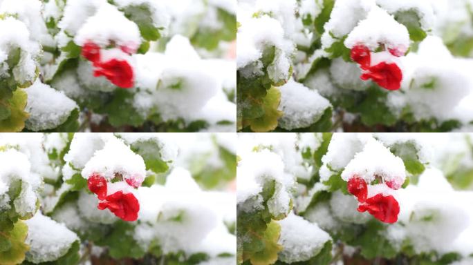 雪花飞舞中的红色花朵