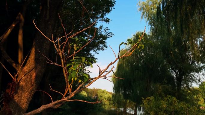 夕阳下的干枯树枝