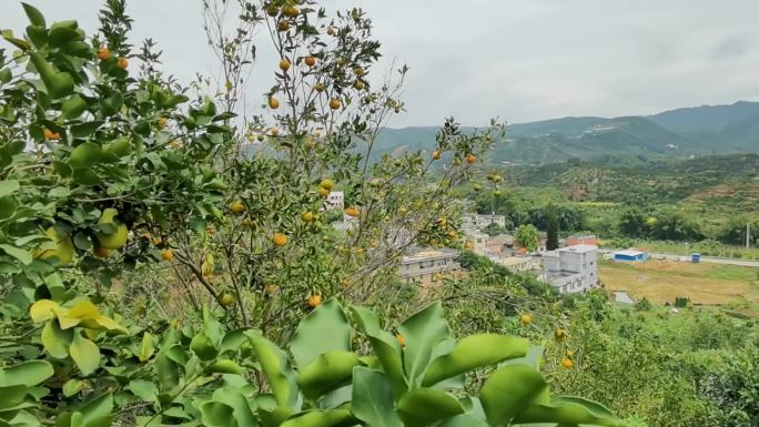 希望的山村