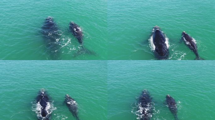 南部露脊鲸幼崽和母鲸的特写镜头