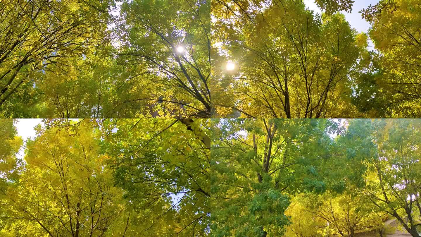 秋天黄叶金灿灿阳光温暖自然空镜