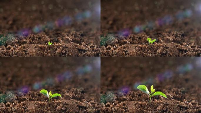 植物幼苗破土而出