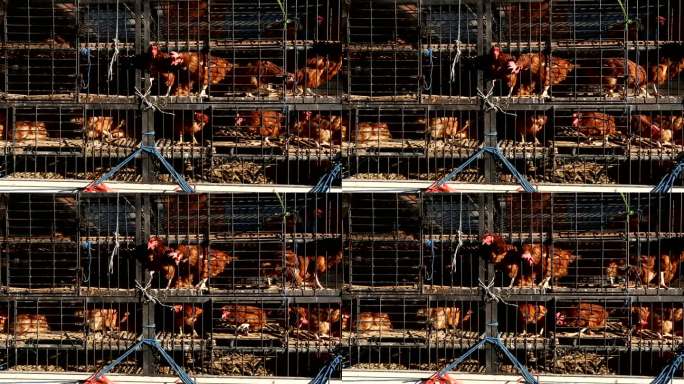 印度尼西亚巴厘岛一辆皮卡车上狭小的笼子里运送鸡肉