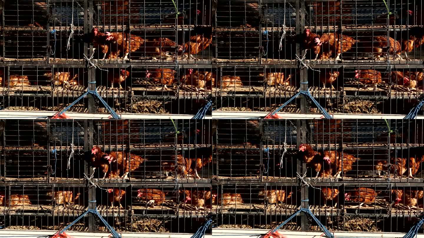 印度尼西亚巴厘岛一辆皮卡车上狭小的笼子里运送鸡肉