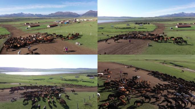 祁连山生态山丹军马场