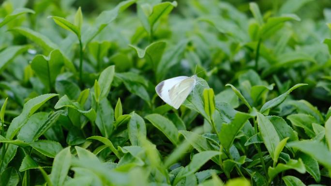 雨后，一只蝴蝶停留在茶园的茶叶上
