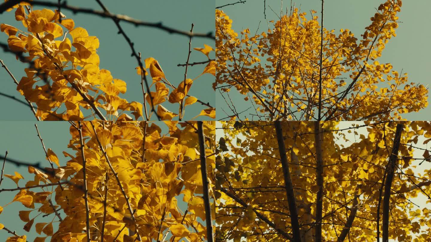 秋天金黄色的银杏树叶，视频素材