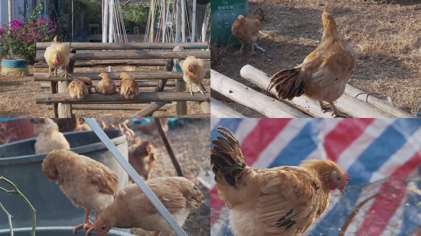 农村庭院散养家鸡三黄鸡