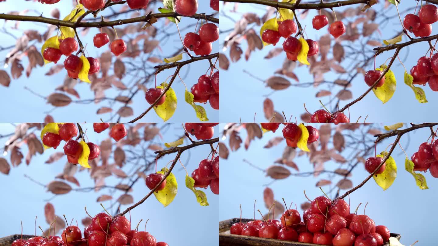 海棠果 樱桃运镜展示