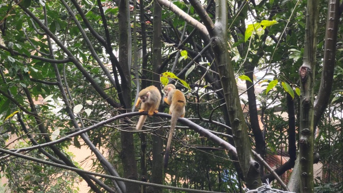 四川雅安碧峰峡野生动物园小猴子