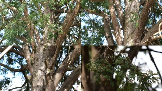 4K红豆杉果树50帧9组