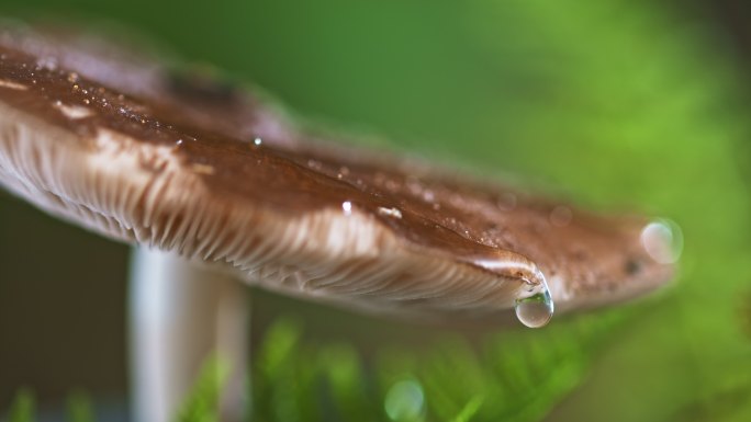 从蘑菇边缘落下的水滴