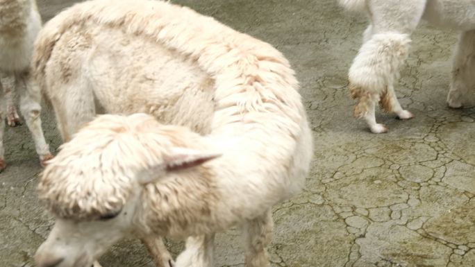 四川雅安碧峰峡野生动物园羊驼
