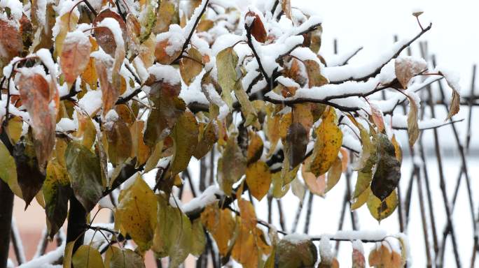 风雪中的枝头黄叶
