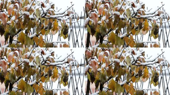 风雪中的枝头黄叶
