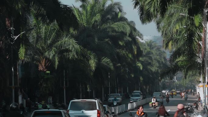云南德宏芒市棕榈树机动车道